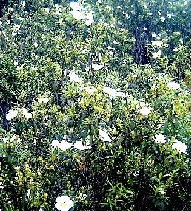 Cistus Ladanifer - Rockrose